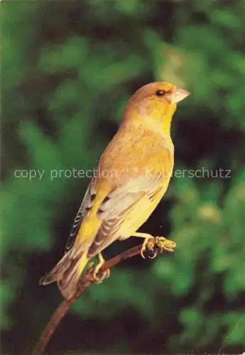 AK / Ansichtskarte Voegel Birds Oiseaux Le Verdier 