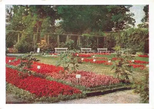 AK / Ansichtskarte IGA Gartenbauaustellung International Erfurt Begoniengarten Blumen 