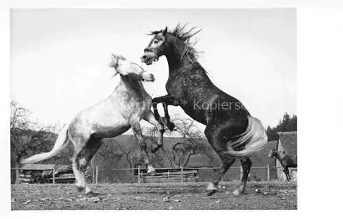 AK / Ansichtskarte PFERDE Horses Cheval 