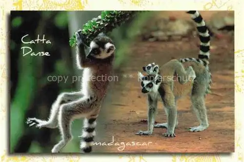 AK / Ansichtskarte Affen Madagascar 