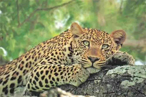AK / Ansichtskarte TIERE Animals Animaux Animales Animali-- Leopard 
