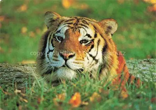 AK / Ansichtskarte Tiger  Tigre-- Siberie