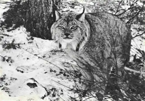 AK / Ansichtskarte TIERE Animals Animaux Animales Animali-- Lynx du canada Zoo du Gevaudan