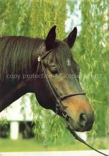 AK / Ansichtskarte PFERDE Horses Cheval Portraet Braun