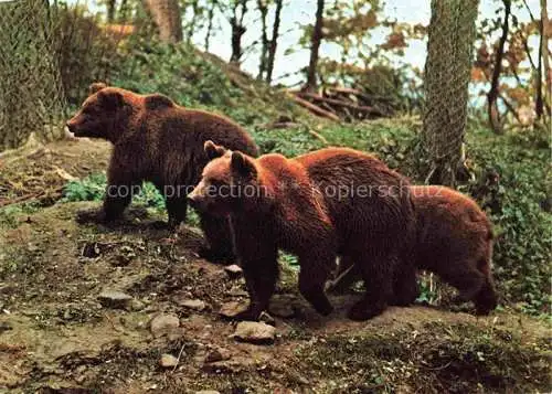 AK / Ansichtskarte Baer  Ours Orso Tiere Braun Hochwildschutzpark Eifel Gondorf Bitburg