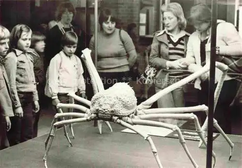 AK / Ansichtskarte Meerestiere Sea Animals Animaux Marins Museum Stralsund Japanische Riesenkrabbe 