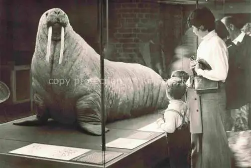 AK / Ansichtskarte TIERE Animals Animaux Animales Animali-- Meeresmuseum Stralsund Walross 