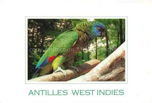 AK / Ansichtskarte Voegel Birds Oiseaux Antilles West Indies 