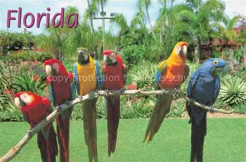AK / Ansichtskarte Voegel Birds Oiseaux Colorful Parrots Miami Parrot Jungle Florida