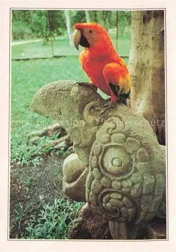 AK / Ansichtskarte Voegel Birds Oiseaux Copan 
