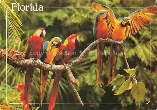 AK / Ansichtskarte Voegel Birds Oiseaux Macaws Florida