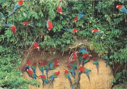 AK / Ansichtskarte Voegel Birds Oiseaux Aras Tropenwald WWF