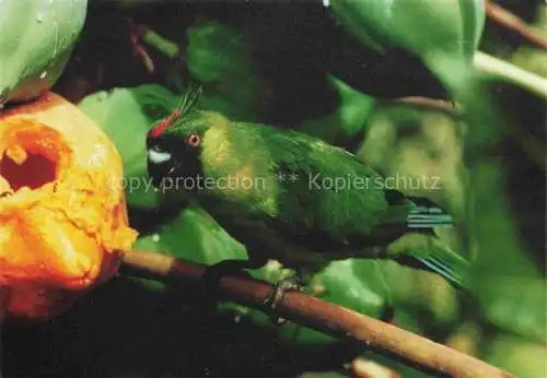 AK / Ansichtskarte Voegel Birds Oiseaux Perruche D ouvea