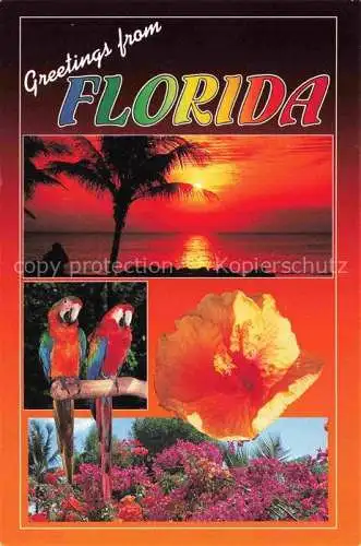 AK / Ansichtskarte Voegel Birds Oiseaux Florida 