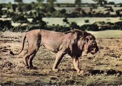 AK / Ansichtskarte Loewe Lion-- Afrika Bouar