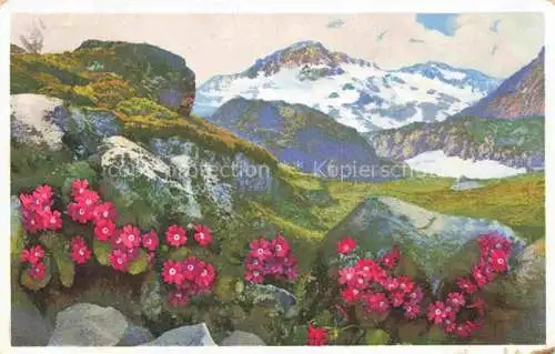 AK / Ansichtskarte Blumen Flowers Fleurs Primula viscosa Klebrige Primel Gr. St Bernard