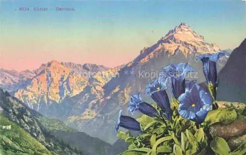 AK / Ansichtskarte Enzian Gentiana Pflanzen Schweiz Bergen