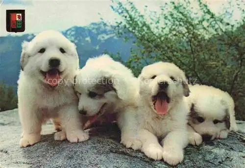 AK / Ansichtskarte HUNDE dogs chiens-- Hautes Pyrenees
