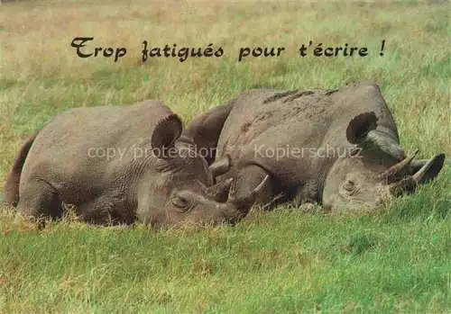 AK / Ansichtskarte Nashorn Trop fatiques pour  ecrire
