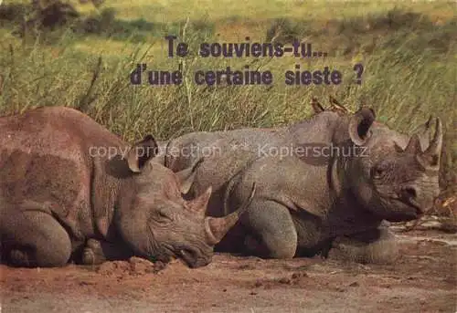 AK / Ansichtskarte Nashorn Ausruhen