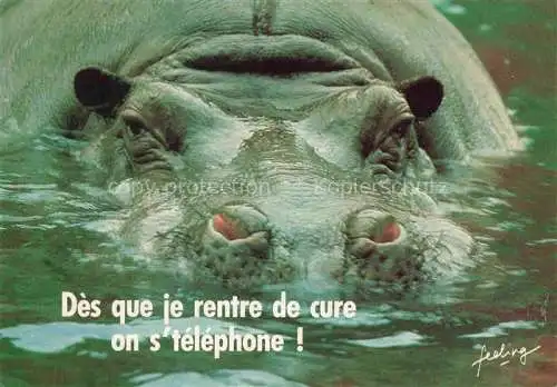AK / Ansichtskarte Nilpferde Hippos Hipopptamos Hippopotammi -- Ca N Arrive Quau Zoo The Image Bank