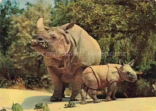 AK / Ansichtskarte Nashorn Zoo Basel