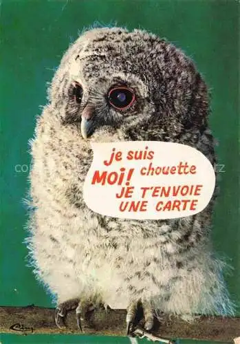 AK / Ansichtskarte Eule Owl Hibou Chouette-- 