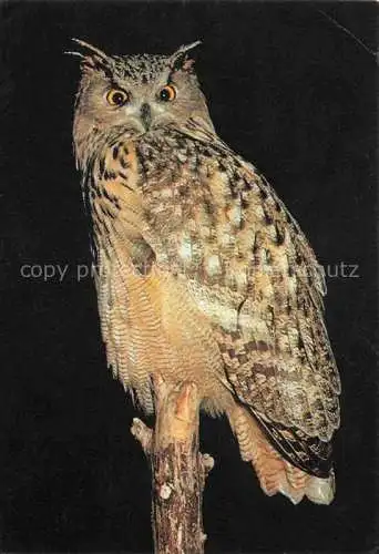 AK / Ansichtskarte Eule Owl Hibou Chouette-- Le Hibou Grand Duc