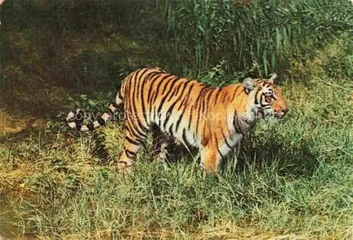 AK / Ansichtskarte Tiger  Tigre-- India