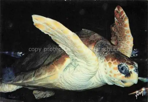 AK / Ansichtskarte Schildkroeten Arcachon Tortue Caret