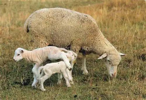 AK / Ansichtskarte Schafe Sheep Moutons Pecore Ovejas-- Moutons en paturage brebis agnelets
