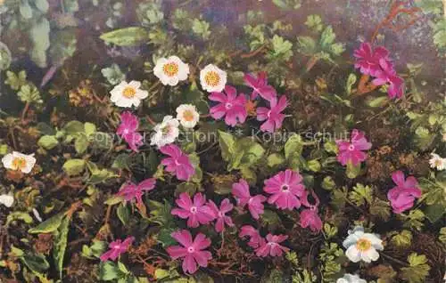 AK / Ansichtskarte Photochromie Verlag Photochromie Nr. 527 Primula integrifolia Ranunculus