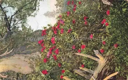 AK / Ansichtskarte Photochromie Verlag Photochromie Nr. 452 Blumenbusch 