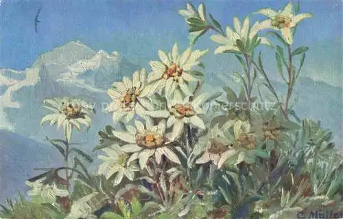 AK / Ansichtskarte Mueller C. Kuenstlerkarte Blumen 