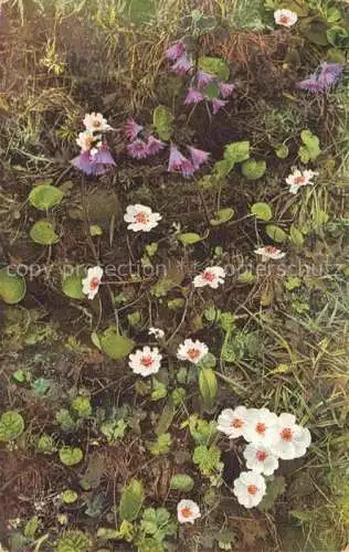 AK / Ansichtskarte Photochromie Verlag Photochromie Nr. 890Soldanella alpina 