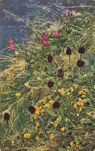 AK / Ansichtskarte Photochromie Verlag Photochromie Nr. 919 Nigritella nigra Helianthemum alpestre
