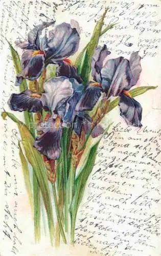 AK / Ansichtskarte IRIS-Blumen Flowers Fleurs Litho