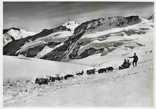 AK / Ansichtskarte Jungfraujoch 3457m BE Schlittenzug der Polarhunde auf dem Firn Dreieckhorn Aletschhorn Kransberg