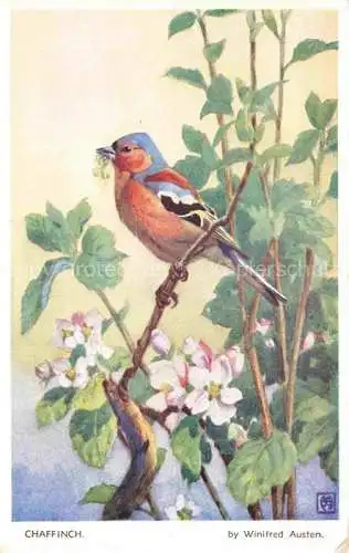 AK / Ansichtskarte Voegel Birds Oiseaux Chaffinch Winifred Austen 