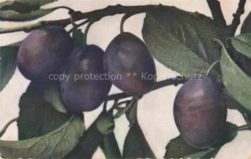 AK / Ansichtskarte Pflaumen Plumbs Plombs Ciruelas Obst Fruit Frutta Fruta-- Schweiz Vaud
