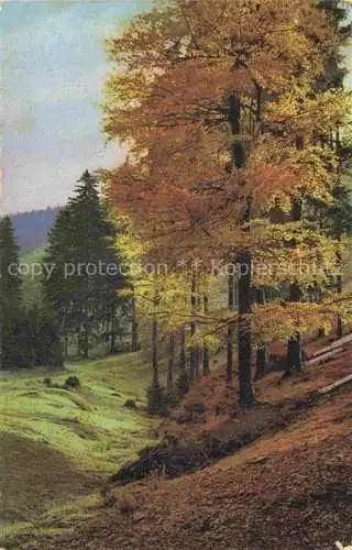 AK / Ansichtskarte Photochromie Verlag Photochromie Nr. 2548 Serie 131 Wald Baeume 