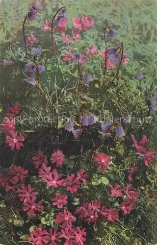 AK / Ansichtskarte Photochromie Verlag Photochromie Nr. Primula Minima Soldanella pusilla 