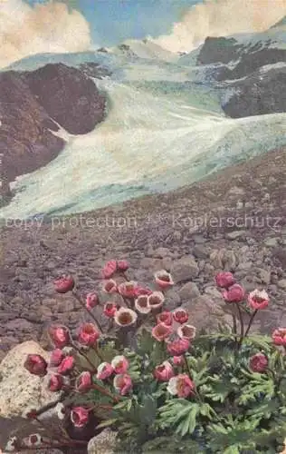 AK / Ansichtskarte Photochromie Verlag Photochromie Nr. Ranunculus glacialis Gletscher 