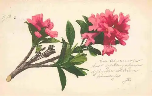 AK / Ansichtskarte Flieder Lilas Lilla Liliac Blumen Flowers Fleurs-- 