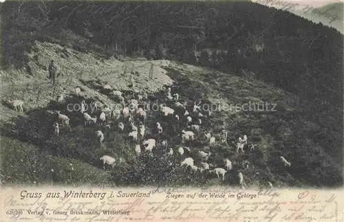 AK / Ansichtskarte Winterberg  Hochsauerland NRW Ziegen auf der Weide im Gebirge