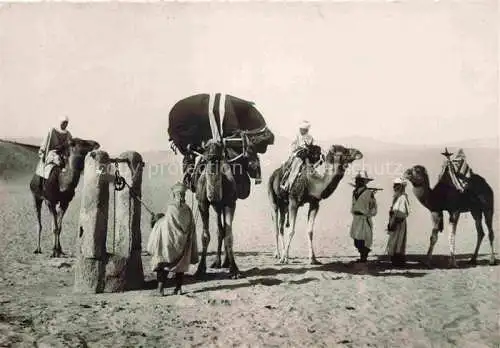 AK / Ansichtskarte Kamele  Camel Chameau-- Cigogne Alger 