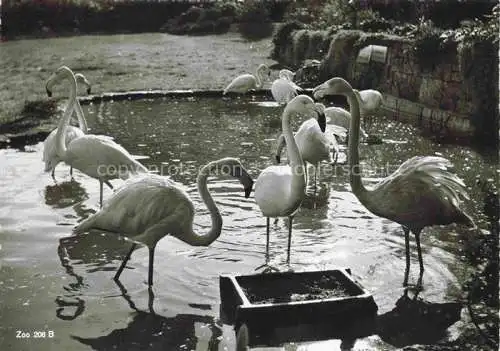 AK / Ansichtskarte Zoo Gardin Zoologique-- Zuerich Flamingo