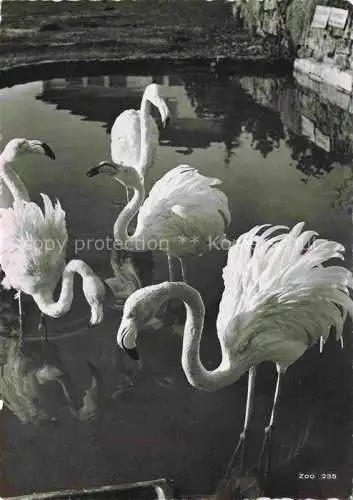 AK / Ansichtskarte Zoo Gardin Zoologique-- Zuerich Flamingos