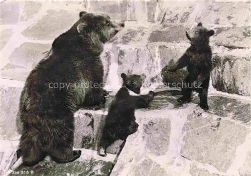 AK / Ansichtskarte Zoo Gardin Zoologique-- Zuerich Braunbaerin mit Jungen 