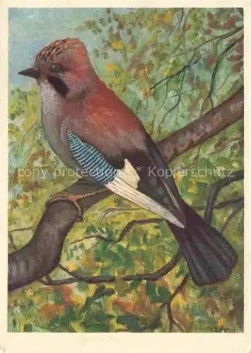 AK / Ansichtskarte Voegel Birds Oiseaux Eichelhaeher Geai Garrulus Glandarius 